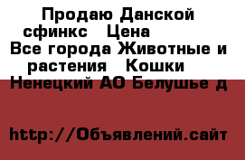  Продаю Данской сфинкс › Цена ­ 2 000 - Все города Животные и растения » Кошки   . Ненецкий АО,Белушье д.
